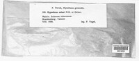 Rhizoctonia solani image